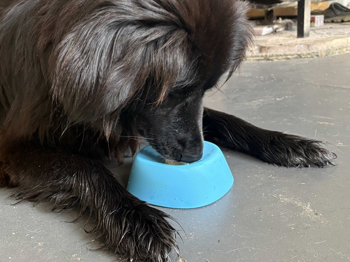 Dog licking from the bowl